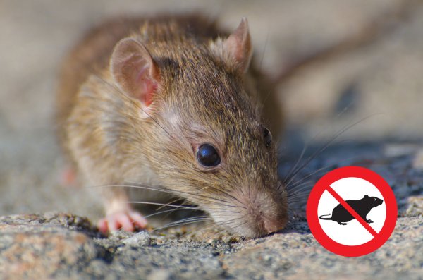 Control de plagas de ratas en Menorca