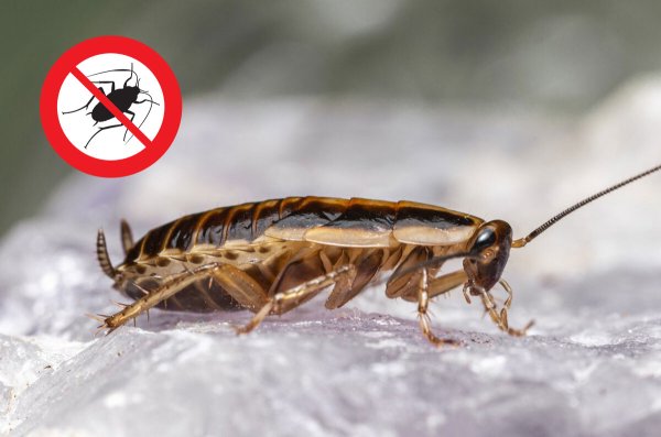 Control de plagas de cucarachas en Menorca