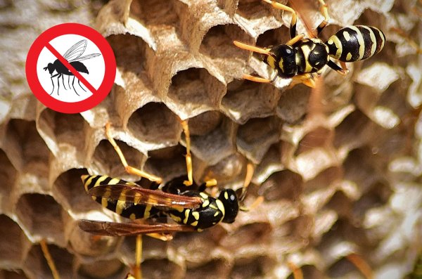 Control de plagas de avispas en Menorca