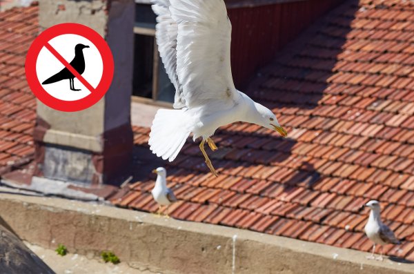 Control de plagas de palomas y gaviotas en Menorca